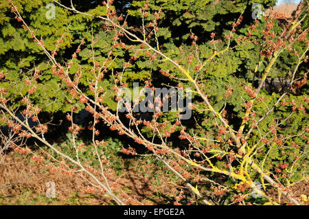 Witchhazel Stock Photo