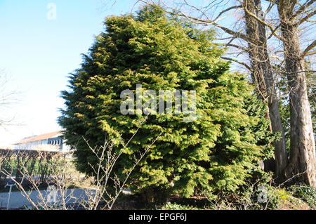 Japanese cypress Stock Photo