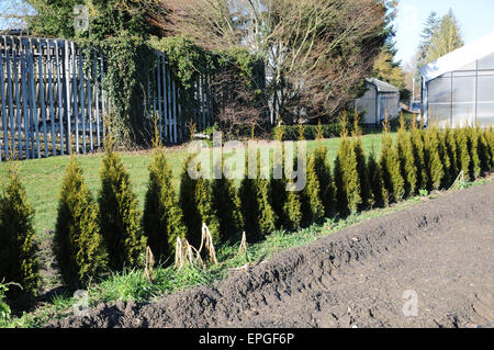 Thuja hecke hi-res stock photography and images - Alamy