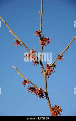Witchhazel Stock Photo