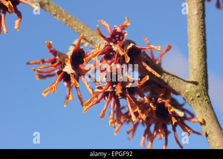 Witchhazel Stock Photo