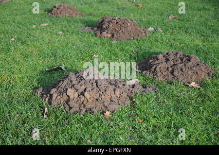 Mole-hills Stock Photo