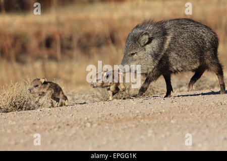 Javelina New Mexico Stock Photo