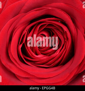 Nahaufnahme Blüte rote Rose zum Valentinstag, Muttertag oder Geburtstag Stock Photo