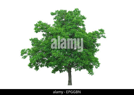 walnut tree isolated on white Stock Photo