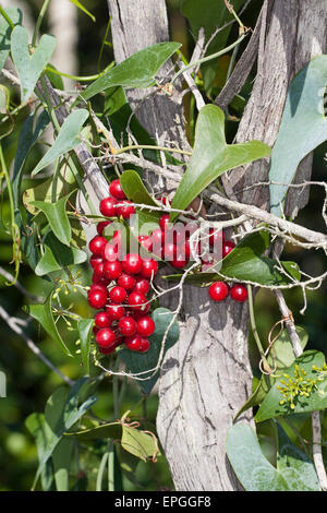 Rough bindweed, fruit, Raue Stechwinde, Rauhe Stechwinde, Frucht, Früchte, Smilax aspera, sarsaparille Stock Photo