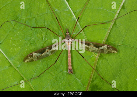 Giant cranefly, crane fly, crane-fly, male, crane flies, Riesen-Schnake, Riesenschnake, Schnake, Männchen, Tipula maxima Stock Photo