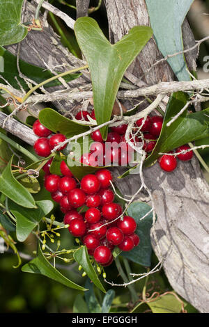 Rough bindweed, fruit, Raue Stechwinde, Rauhe Stechwinde, Frucht, Früchte, Smilax aspera, sarsaparille Stock Photo
