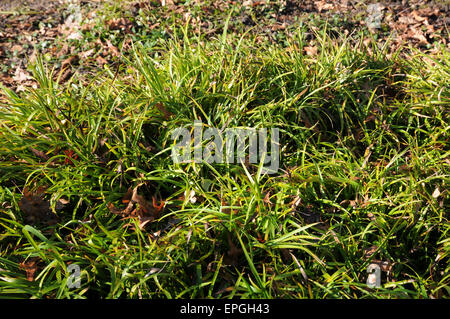 Great woodrush Stock Photo