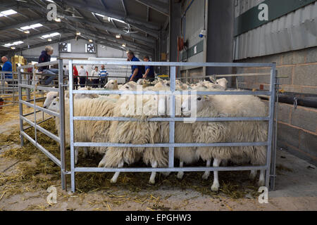 Welsh Hill sheep penned at the Royal Welsh Spring Festival waiting to be sheared Stock Photo
