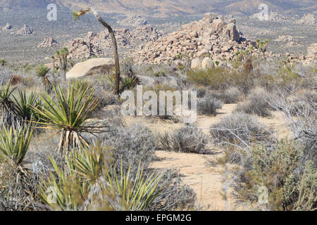 A photograph off the rock piles just off a section of roadway known as Geology Motor Tour in Joshua Tree National Park. Stock Photo