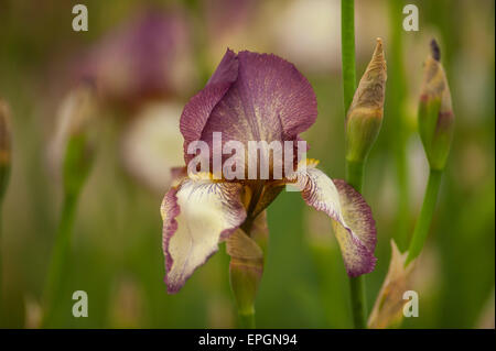 2015 RHS Chelsea Flower Show Press Day, Royal Hospital Chelsea, London, UK. 18th May, 2015. Iris flowers in The Great Pavilion. Credit:  Malcolm Park editorial/Alamy Live News Stock Photo