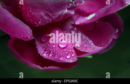 Petals of a peony in drops close-up Stock Photo