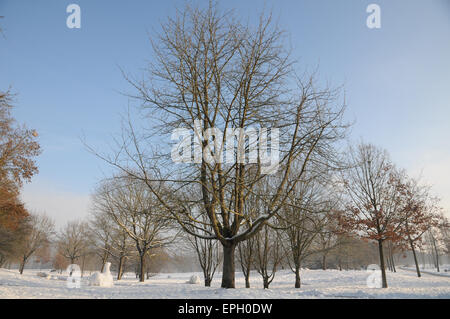 Sweet cherry tree Stock Photo