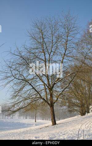 Sweet cherry tree Stock Photo