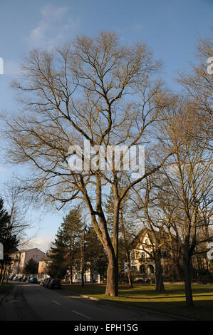 Japanese pagoda tree Stock Photo