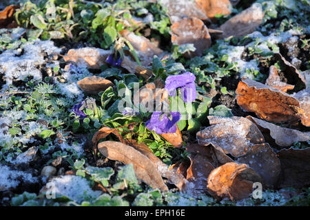 Pansy Stock Photo