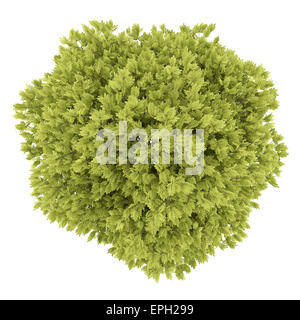 top view of honey locust tree isolated on white Stock Photo