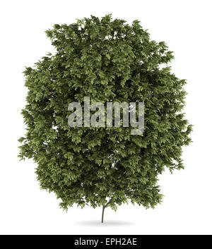 top view of hackberry tree isolated on white background Stock Photo - Alamy