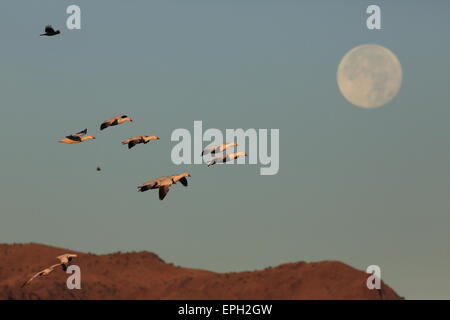 snow geese flying in front of full moon Stock Photo