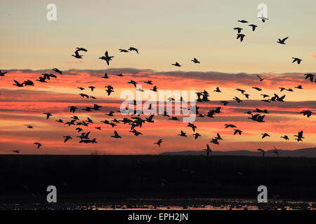 snow geese at sunrise Stock Photo