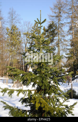 Siberian fir Stock Photo