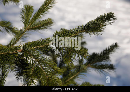 Siberian fir Stock Photo