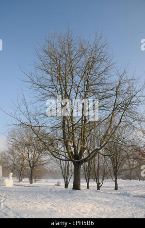 Sweet cherry tree Stock Photo