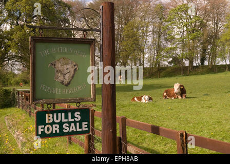 Bulls in a field and Bulls For Sale sign, Hampshire, UK. Stock Photo