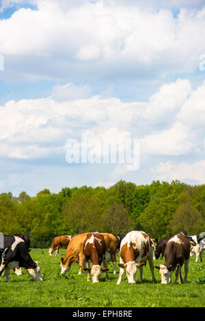 cows on grassland Stock Photo