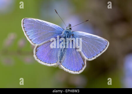 A warm day in May and a Common Blue butterfly (Polyommatus icarus) rests in the sun. Stock Photo