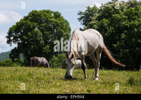 Lippizaner horses are genuine slovenian breed, with a long history, which goes back to the times of Austro-Hungarian Empire and Stock Photo