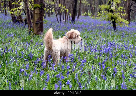 Labradoodle puppy in a forest of Bluebells Stock Photo
