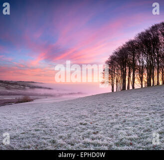 Misty frosty sunrise over a small copse of Beech trees on a knoll near Lifton on the Devon and Cornwall border Stock Photo
