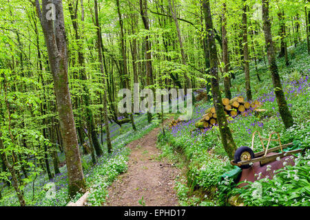 Spring forest path lined with bluebells and wild garalic flowers at woodland in Cornwall Stock Photo