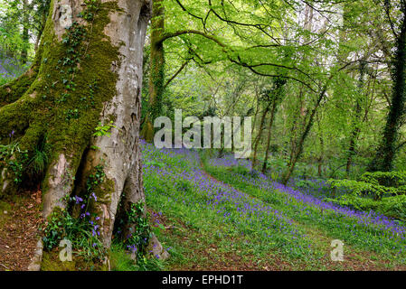 Beautiful bluebell woods near Truro in Cornwall Stock Photo