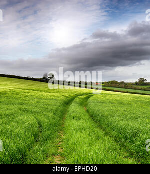 A field of lush green barley growing under a dramatic sky in Devon Stock Photo