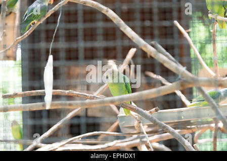 Blue-rumped Parrot in cage Stock Photo