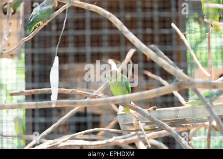 Blue-rumped Parrot in cage Stock Photo