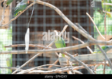 Blue-rumped Parrot in cage Stock Photo