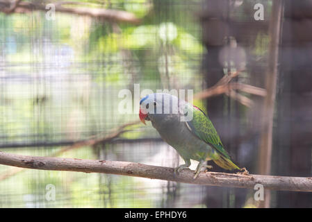 Blue-rumped Parrot in cage Stock Photo