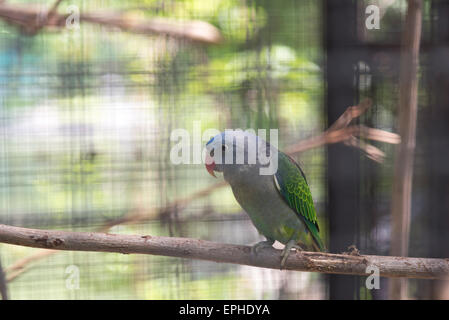 Blue-rumped Parrot in cage Stock Photo