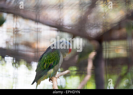 Blue-rumped Parrot in cage Stock Photo