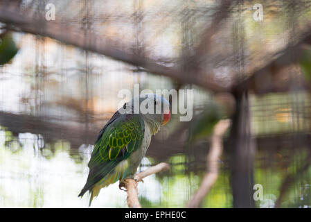 Blue-rumped Parrot in cage Stock Photo