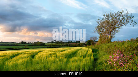 Sunset over barley fields near Bodmin in Cornwall Stock Photo