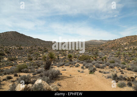 A photograph taken on the Lost Horse Mine Trail in Joshua Tree National Park, in California. Stock Photo