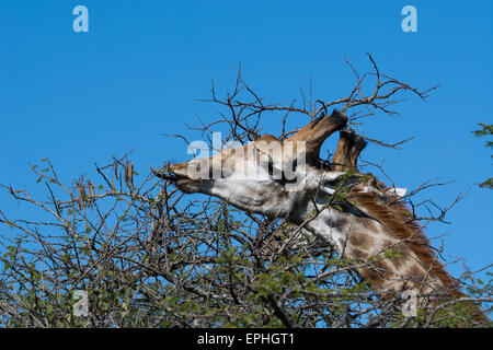 South Africa, Durban, Tala Game Reserve. Giraffe (Wild: Giraffa camelopardalis), head detail eating thorny acacia tree. Stock Photo