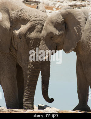 Africa, Namibia. Etosha National Park. Close up of two elephants standing near waterhole. Stock Photo