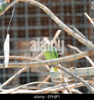 Blue-rumped Parrot in cage Stock Photo