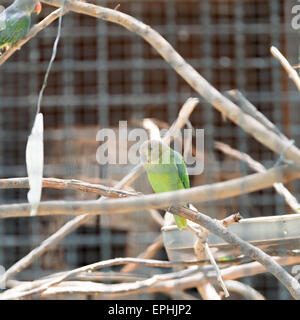 Blue-rumped Parrot in cage Stock Photo